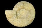 Bathonian Ammonite (Procerites) Fossil - France #152713-1
